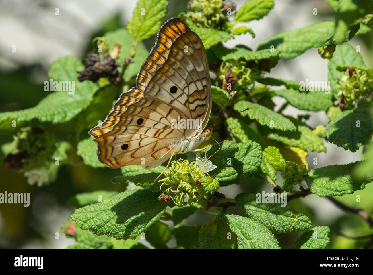 White Peacock Butterfly resting on a plant Stock Photo - Alamy