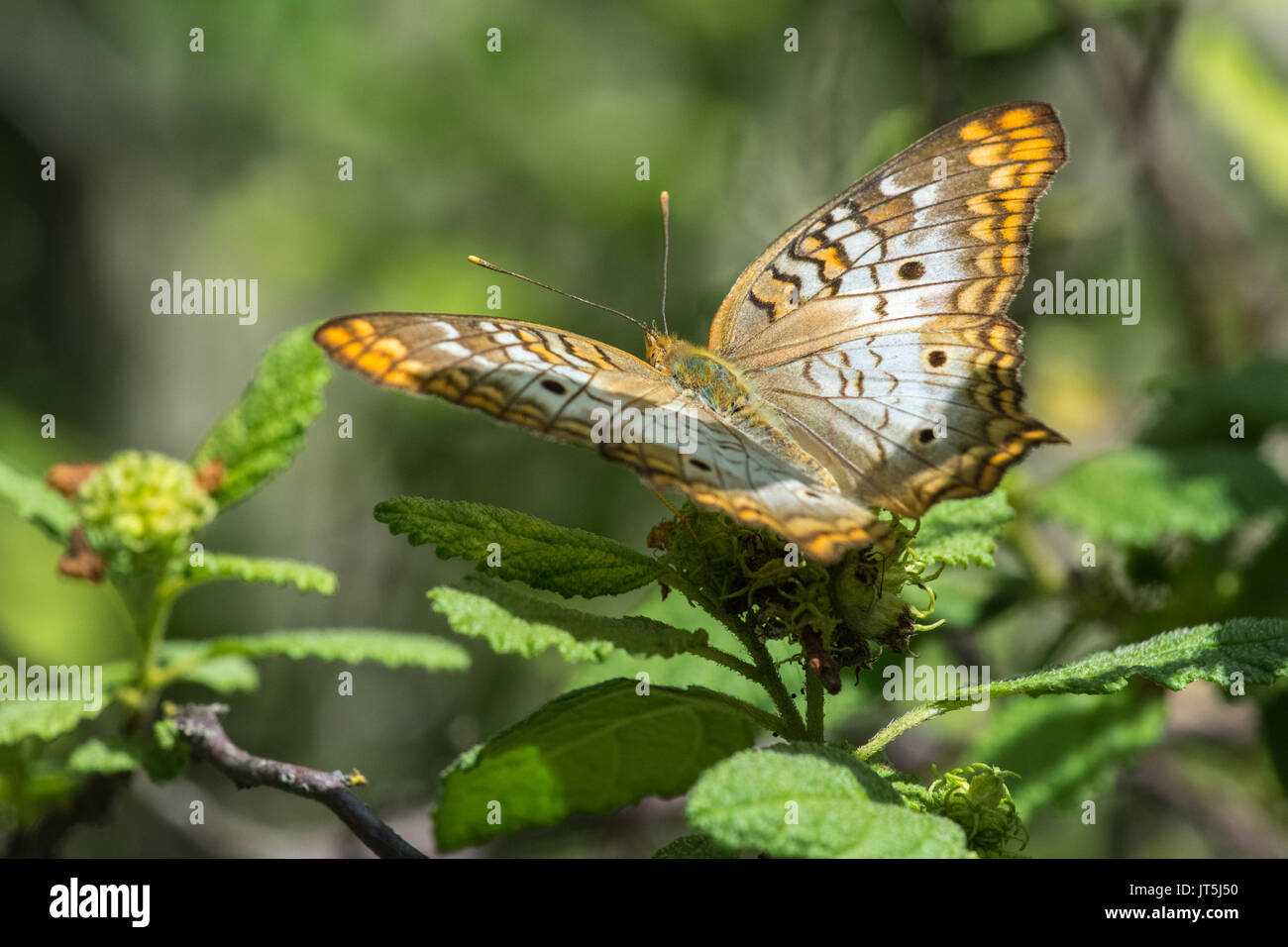 White Peacock Butterfly resting on a plant Stock Photo - Alamy