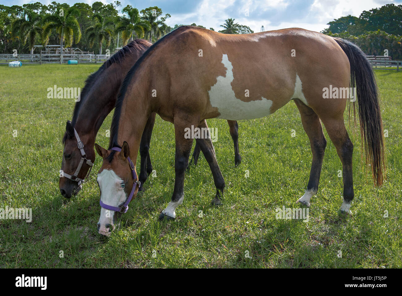Painted and Bay Horses grazzing in their corral Stock Photo
