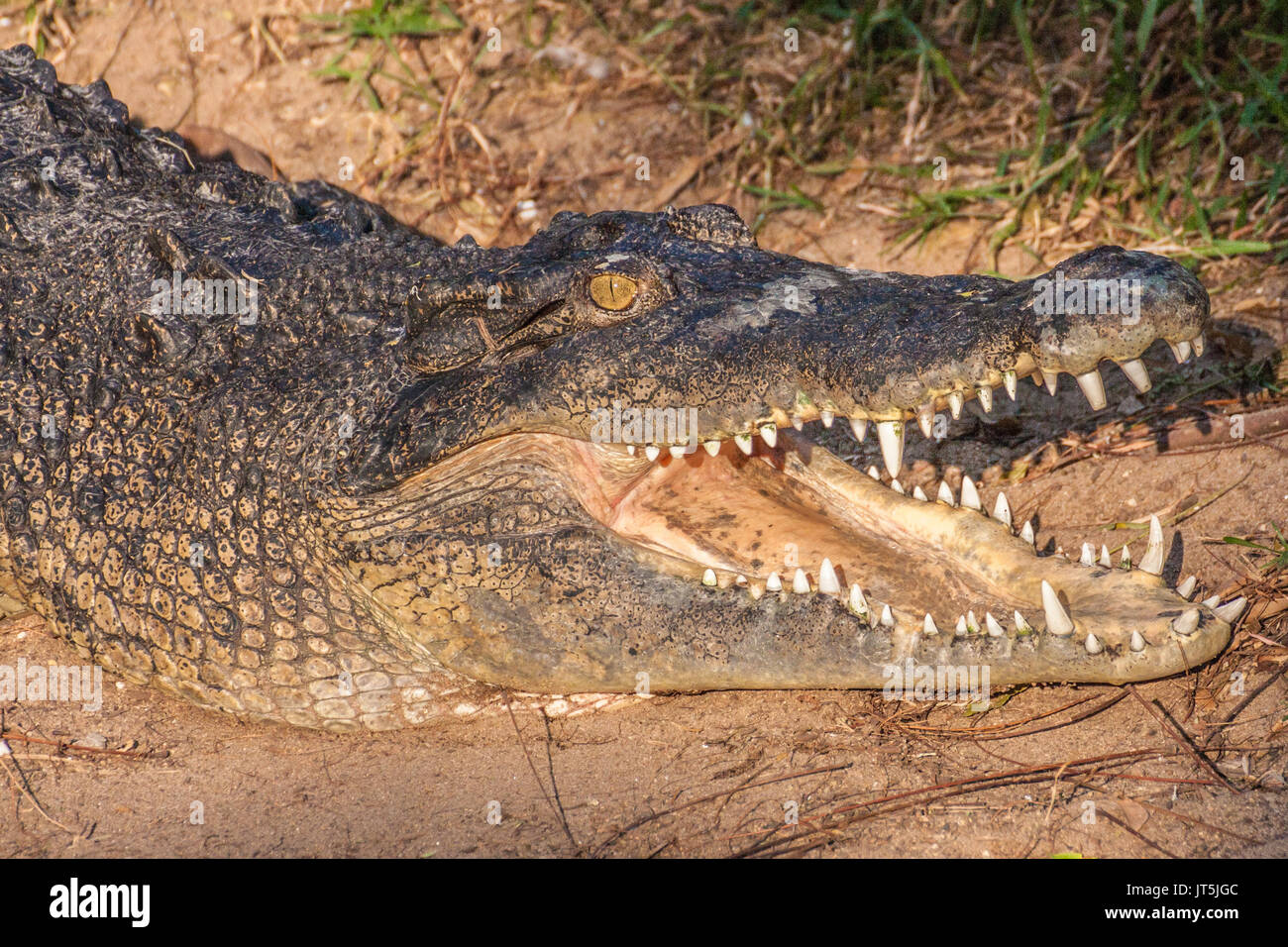 Crocodile or alligator Stock Photo