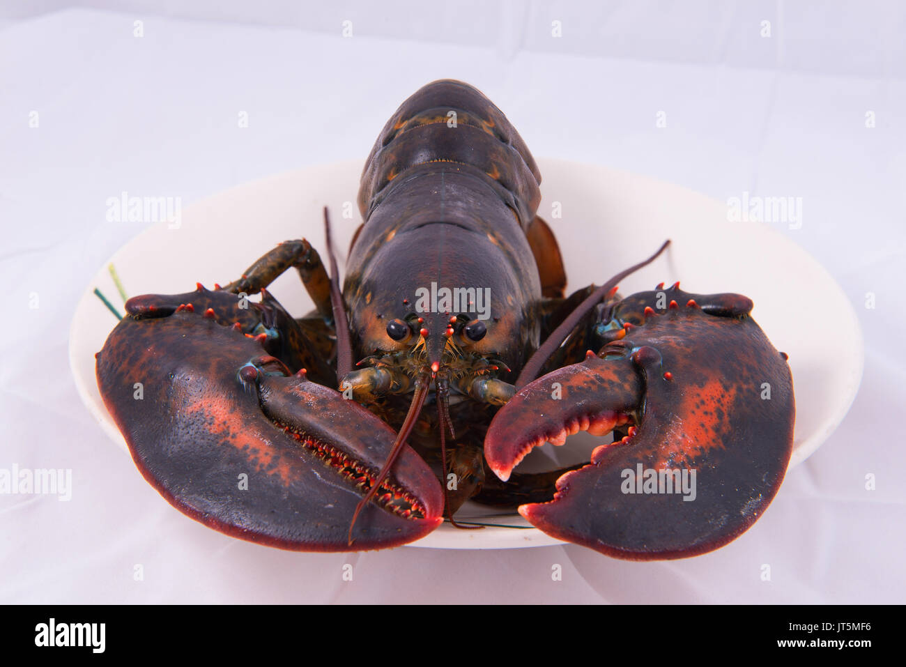 lobster from USA. Stock Photo