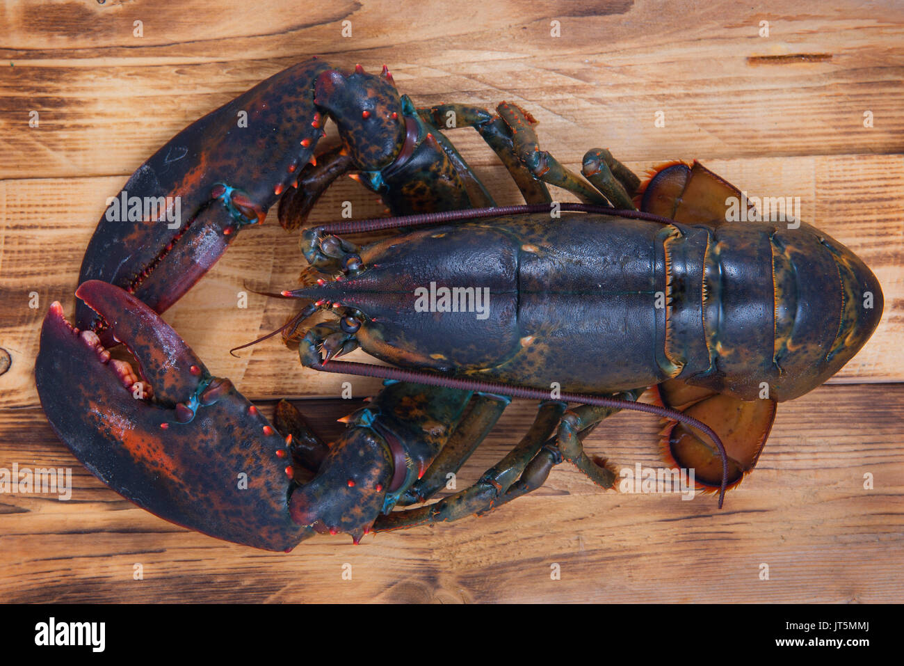 lobster from USA. Stock Photo