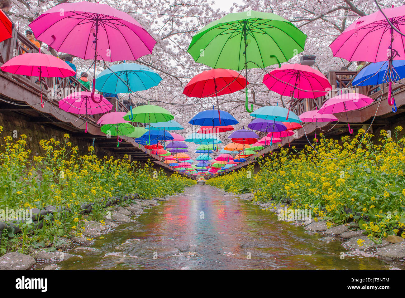JINHAE,KOREA - APRIL 4 : Jinhae Gunhangje Festival is the largest cherry blossom festival in Korea.Tourists taking photos of the beautiful scenery aro Stock Photo