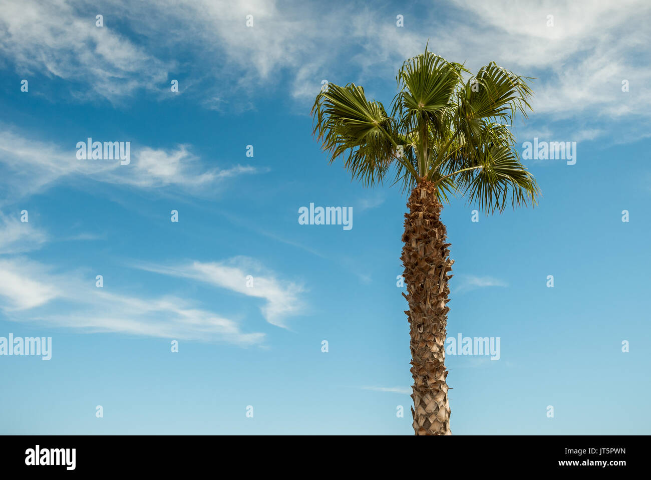Tropical Palm Tree Blue Sky Background Stock Photo - Alamy