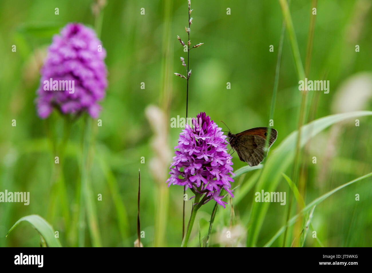Pyramidal orchid flowering on the South Downs in Sussex Stock Photo