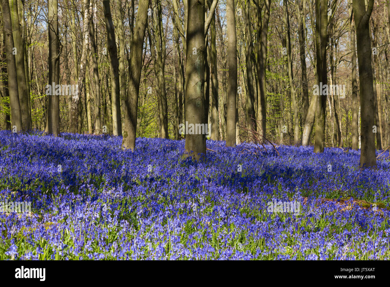 Bluebells carpeting English woodland in spring Stock Photo