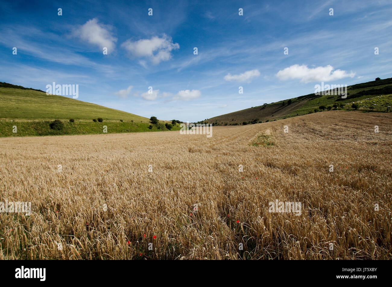 Wheat field framed by green rolling hills in Castle Hill National Nature Reserve in Sussex, UK Stock Photo