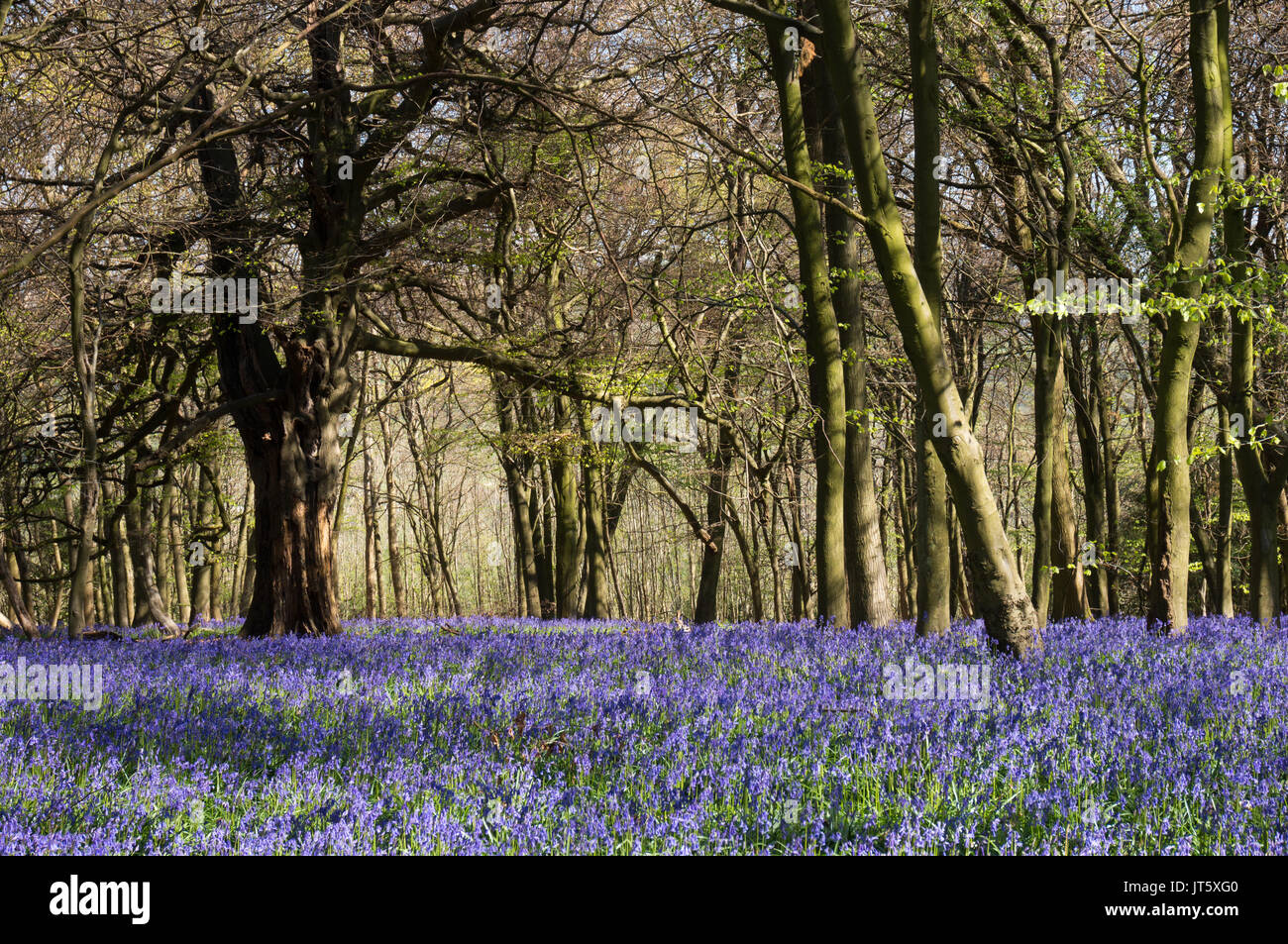 Bluebells carpeting English woodland in spring Stock Photo