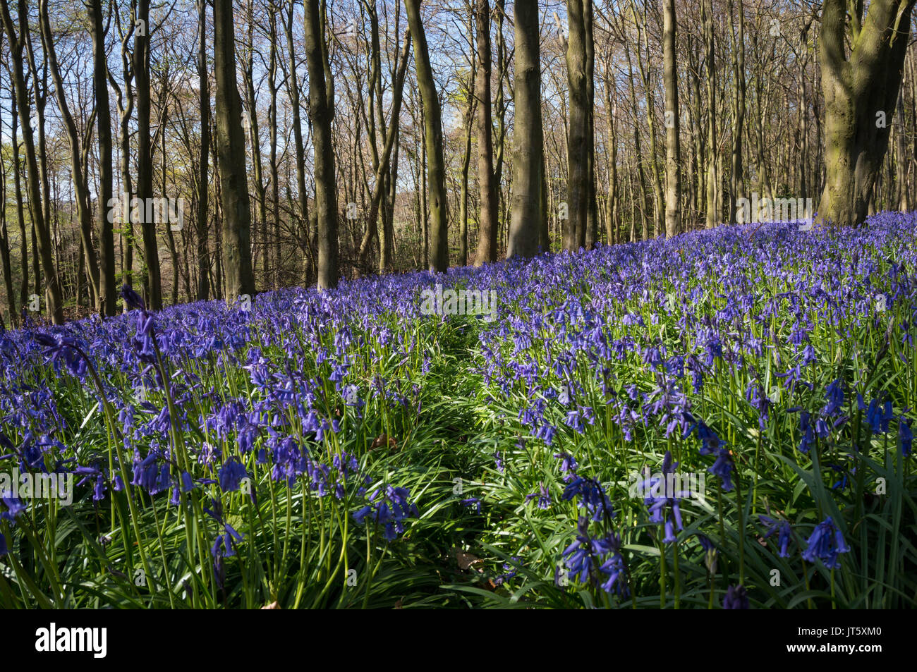 Bluebells carpeting English woodland in spring Stock Photo