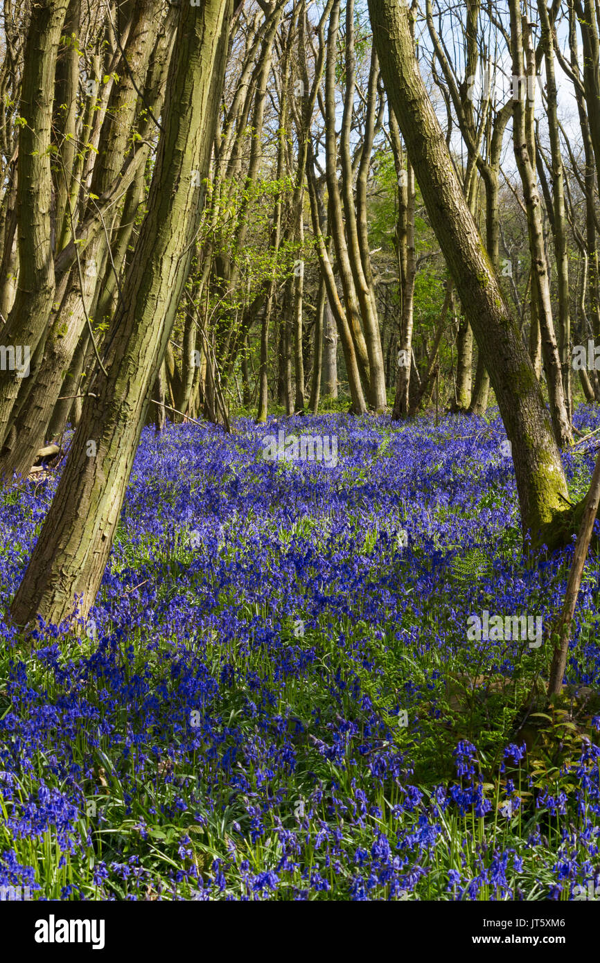 Bluebells carpeting English woodland in spring Stock Photo