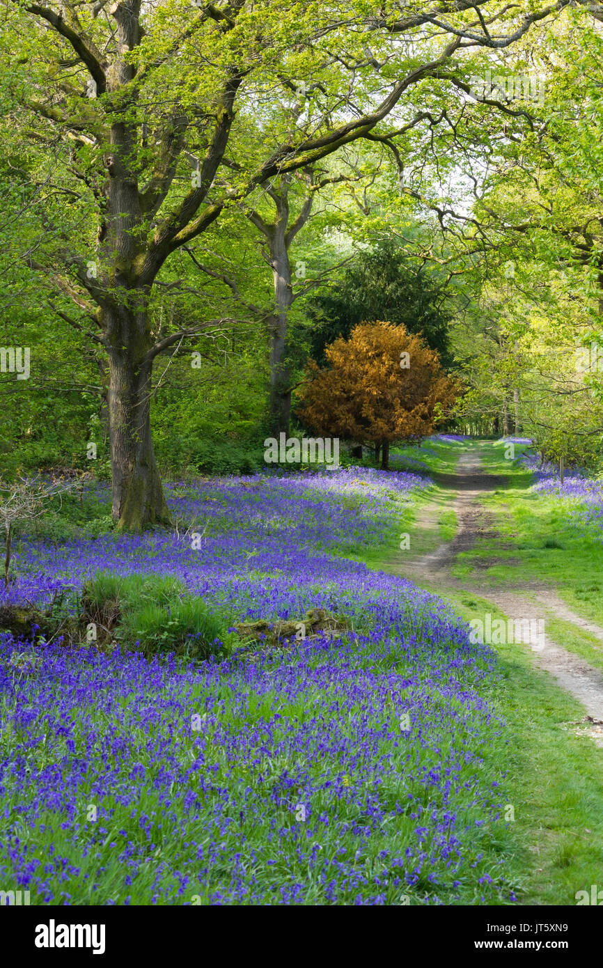 Bluebells carpeting English woodland in spring Stock Photo
