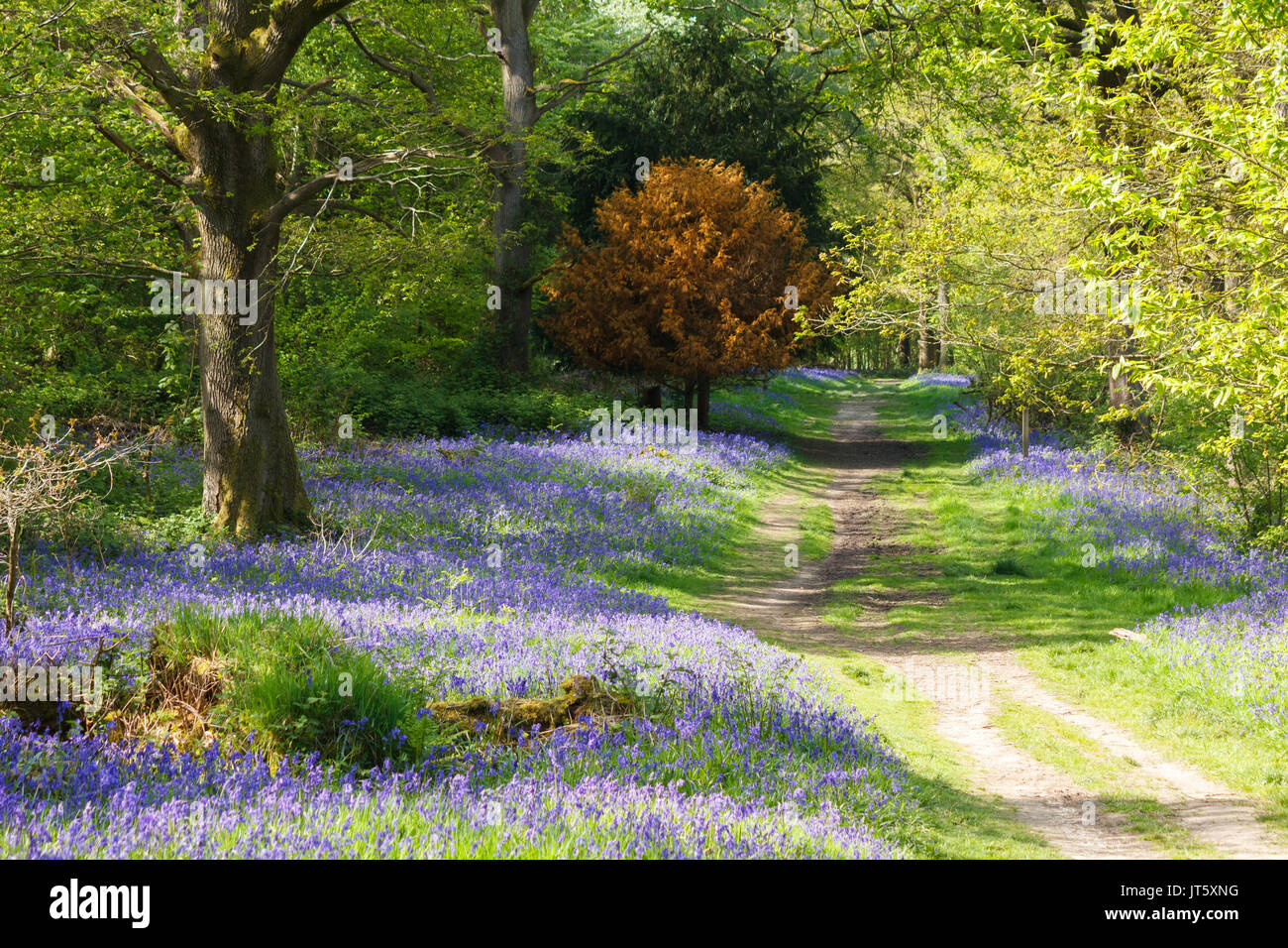 Bluebells carpeting English woodland in spring Stock Photo