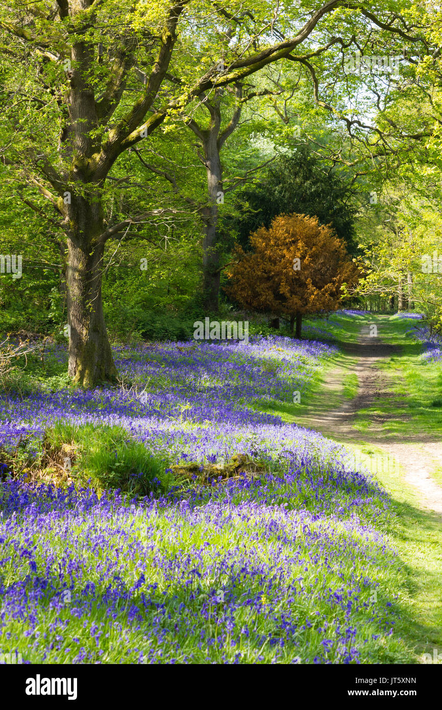 Bluebells carpeting English woodland in spring Stock Photo