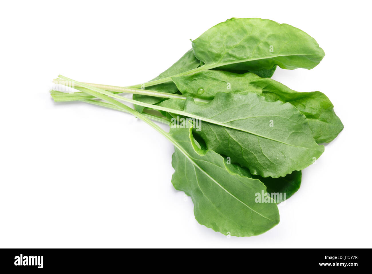 Bundle of fresh Sorrel (Rumex acetosa) pot herb. Clipping paths, shadow separated, top view Stock Photo