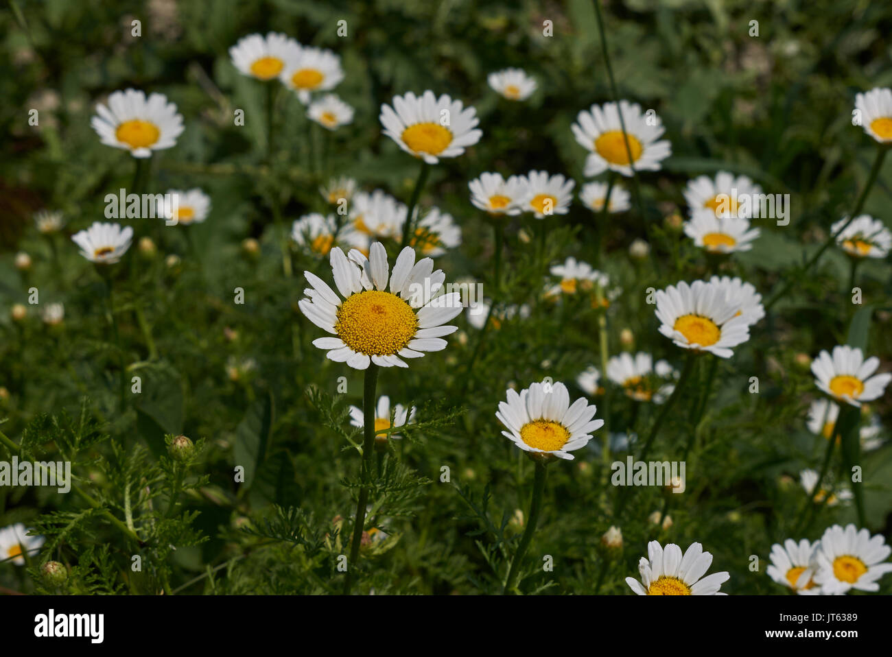 Anthemis Arvensis L Stock Photo Alamy