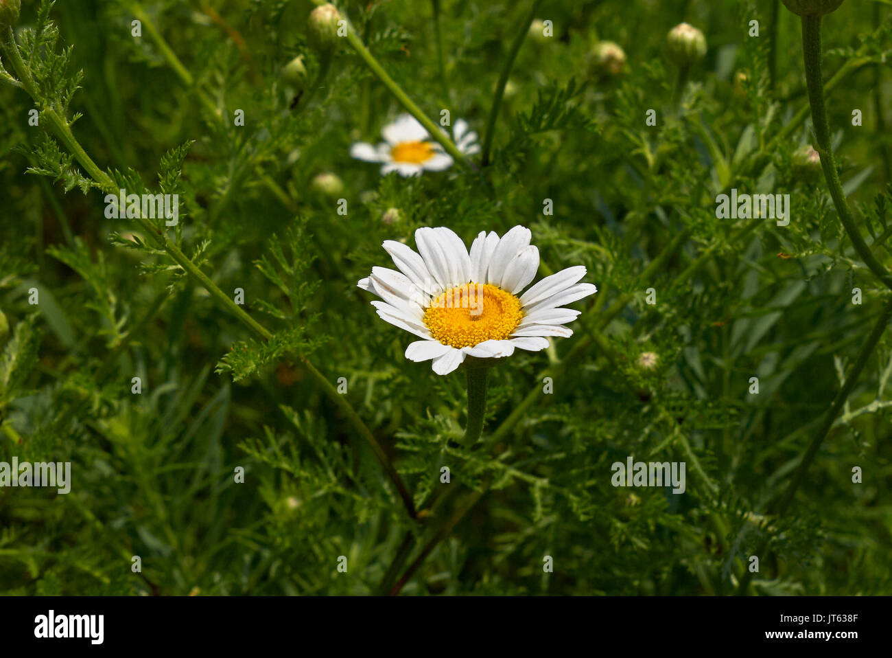 anthemis-arvensis-l-stock-photo-alamy