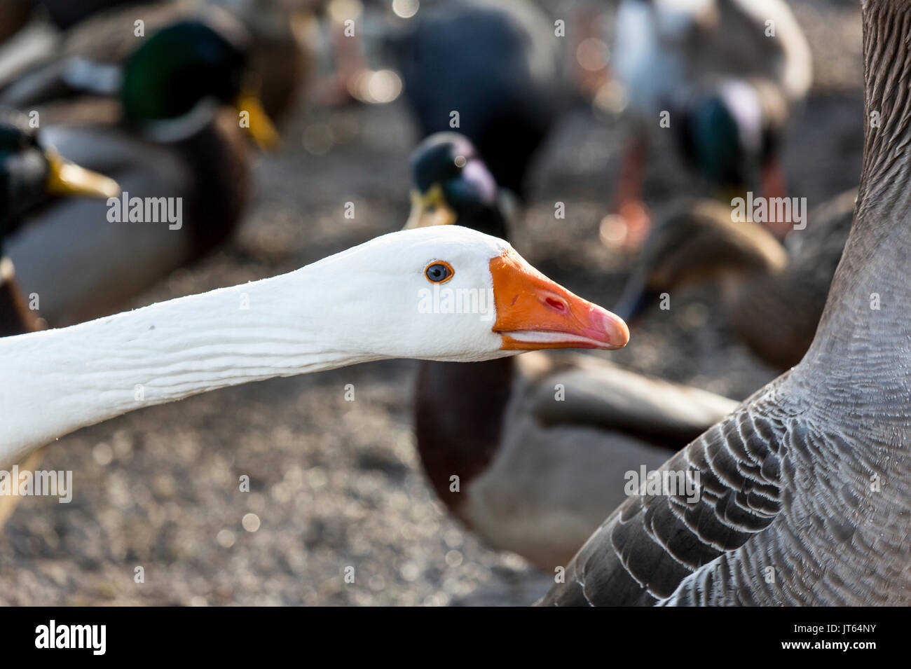 White Domestic Goose (Anser anser domesticus or Anser cygnoides domesticus) Portrait with other Ducks Stock Photo