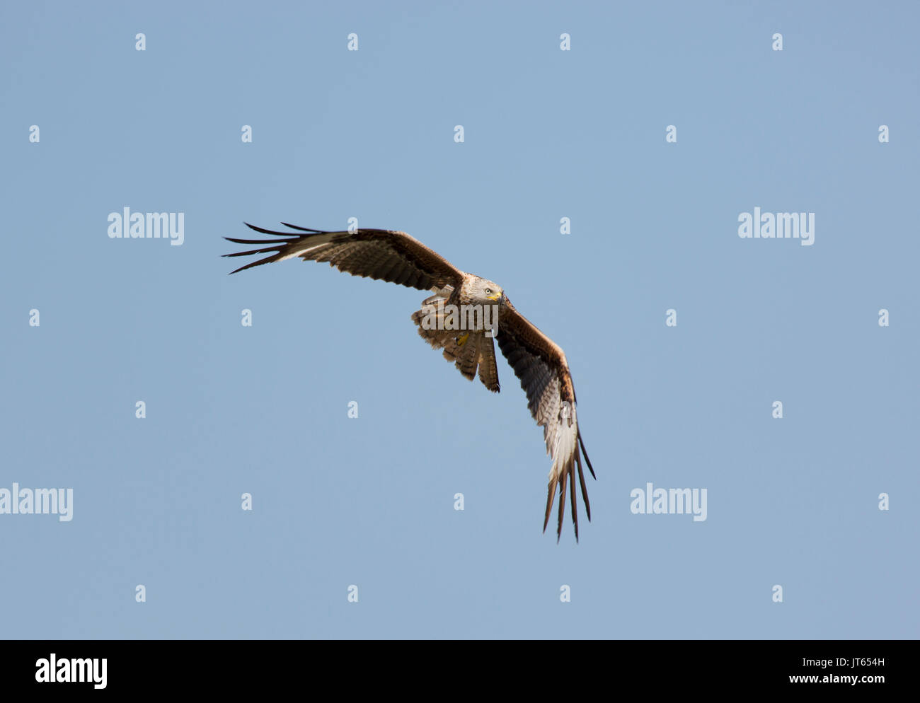 Aerial display if Red Kite Stock Photo