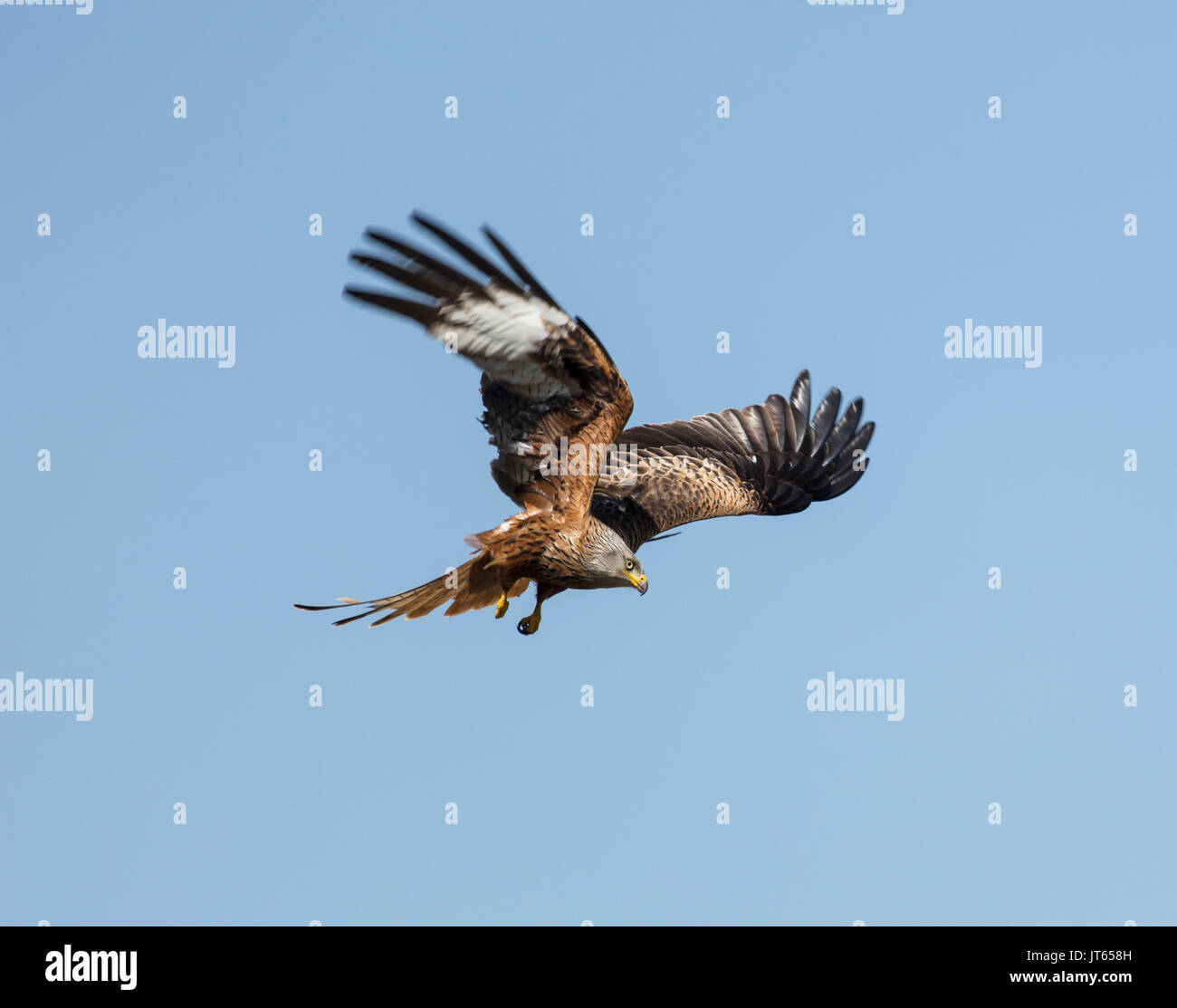 Aerial display if Red Kite Stock Photo