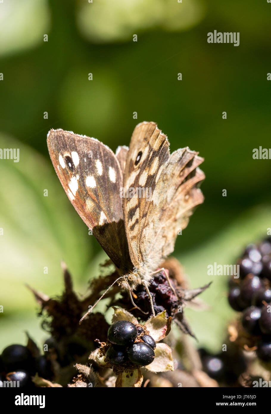 Speckled wood butterfly Stock Photo