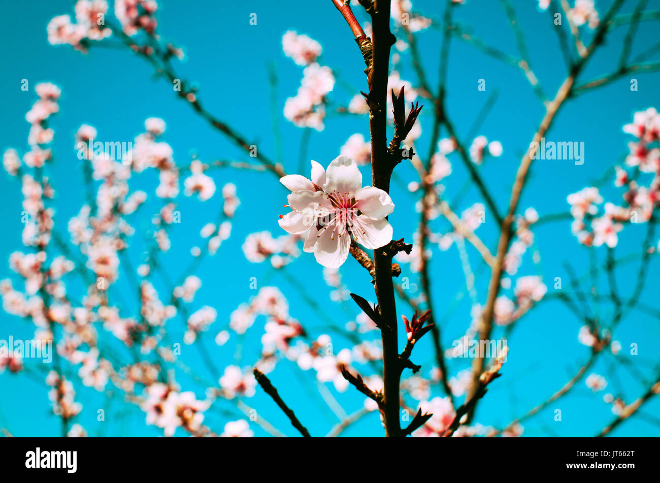 Small pink flower blooms on tree.Showing petals against branches and the turquoise color sky.Tree blooms in the spring are beautiful for horticulture. Stock Photo