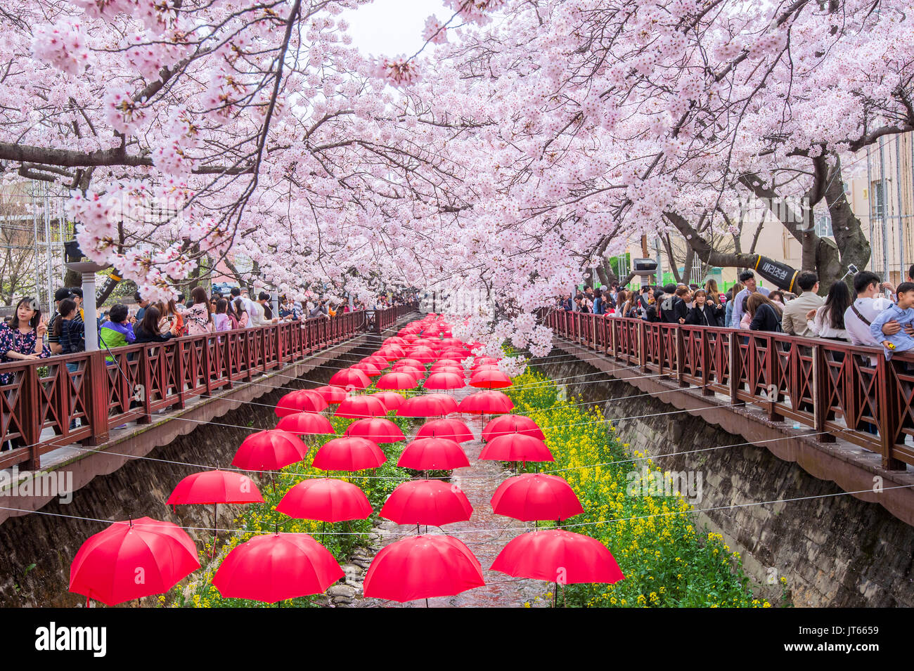 Jinhae gunhangje festival hires stock photography and images Alamy