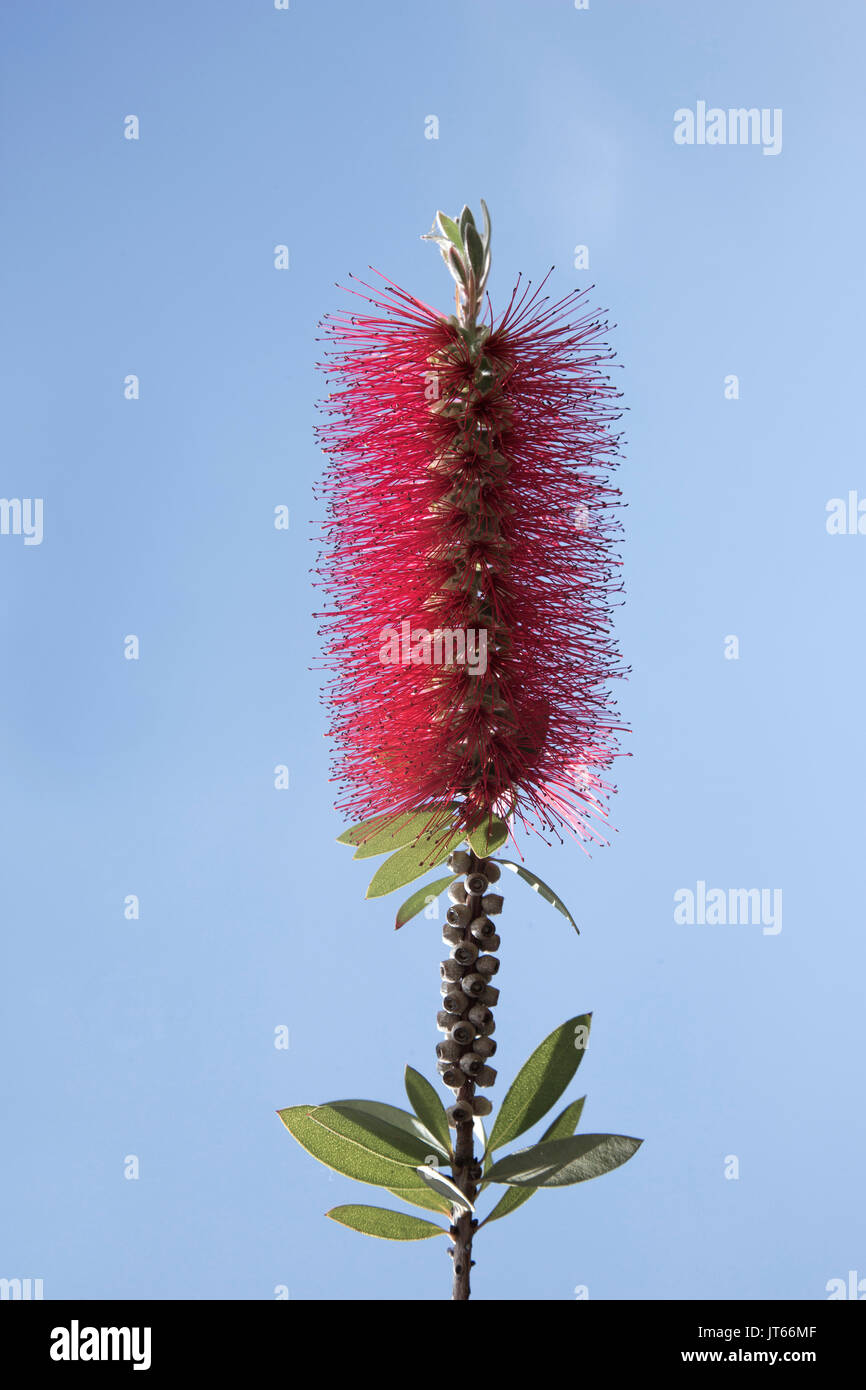 Scarlet Bottlebrush (Callistemon citrinus), Corfu, Greece Stock Photo