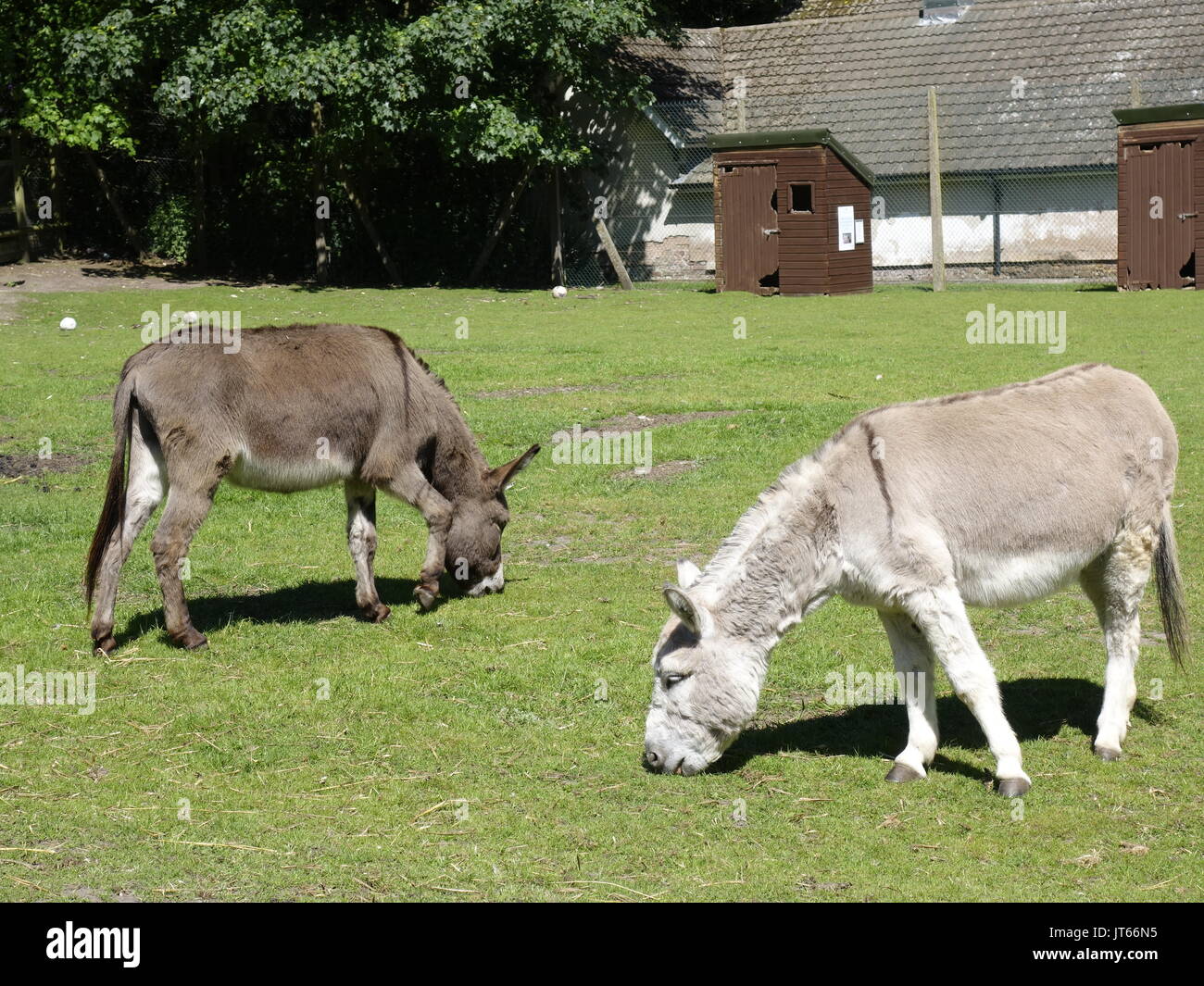 donkeys eating grass in a green field Stock Photo - Alamy