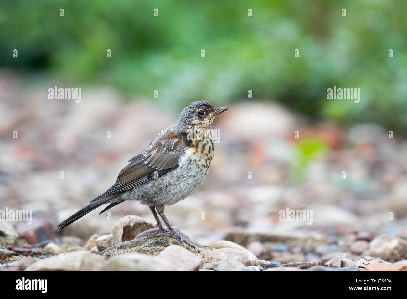 Song Thrush (Turdus philomelos) in dry creek bed, Hesse, Germany Stock Photo