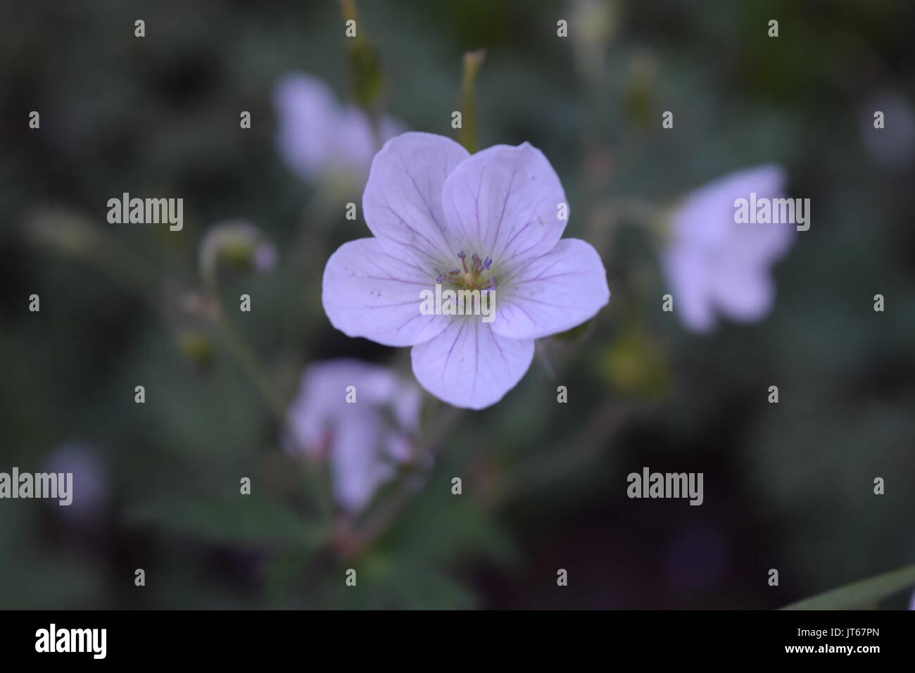White flower with purple veins Stock Photo Alamy