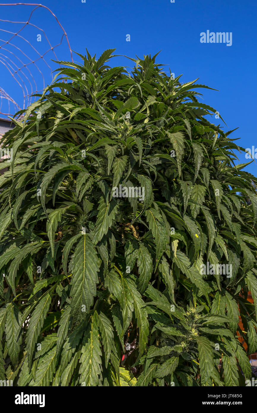 friend plant Friendship Sage - 5 Gal