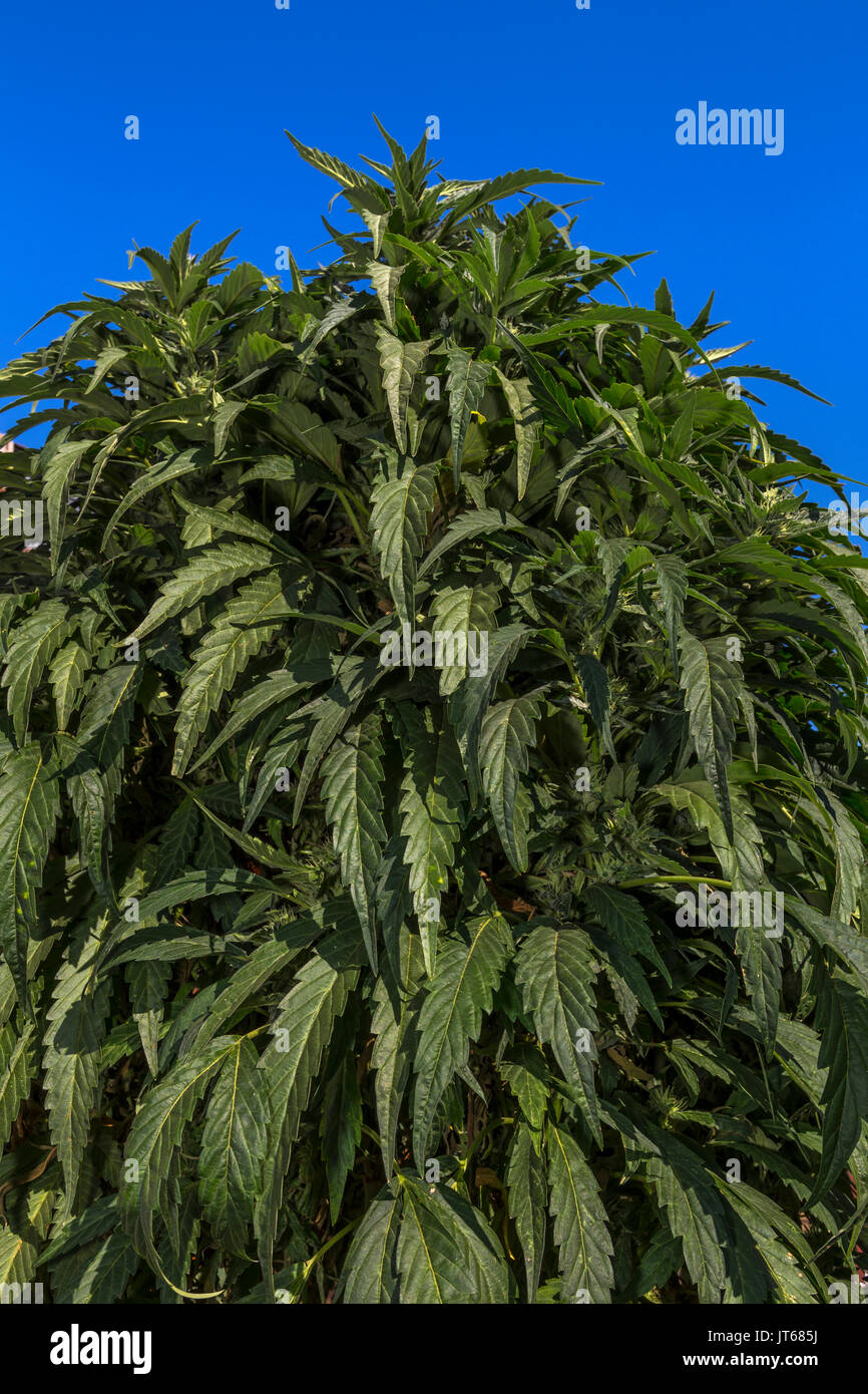 cannabis plant, cannabis plants, marijuana plant, marijuana plants