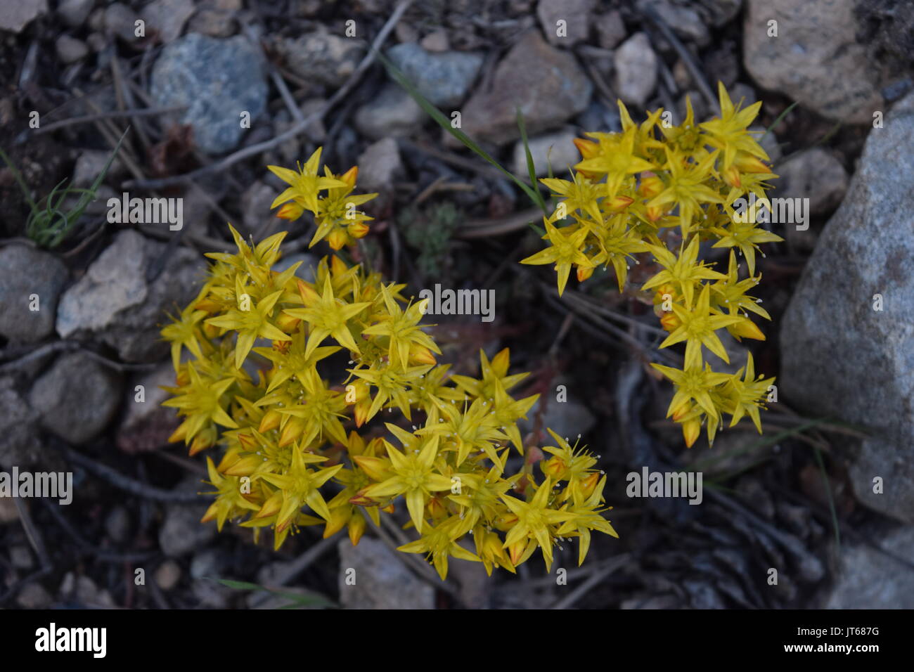 Yellow mountain flower Stock Photo Alamy
