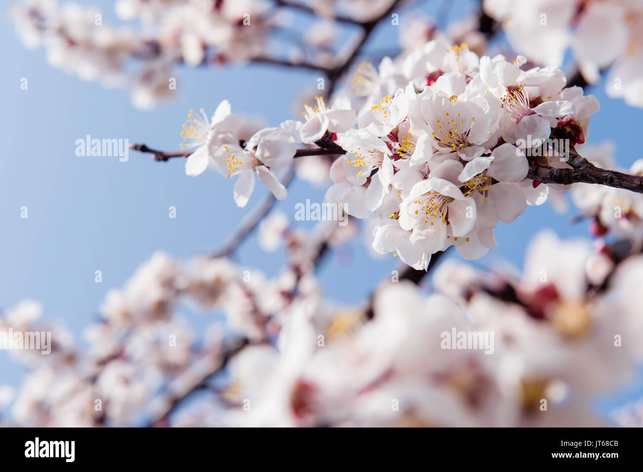 Cherry Blossom with Soft focus, Sakura season Background Stock Photo