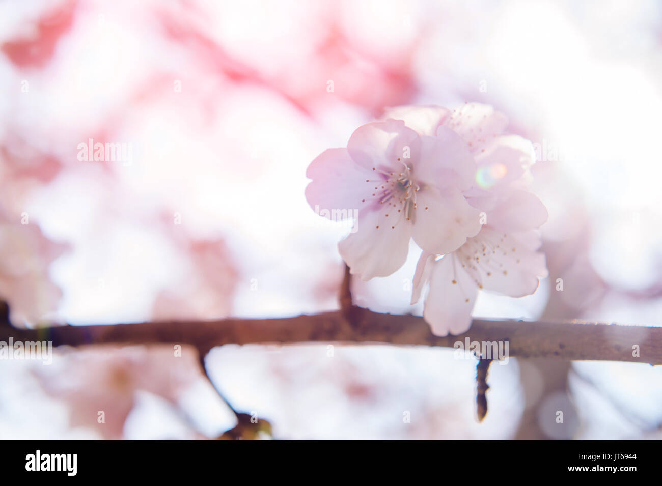 Cherry blossom soft focus hi-res stock photography and images - Alamy
