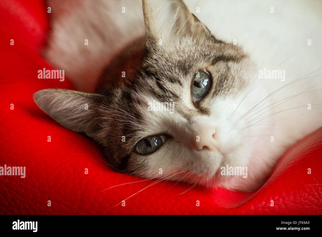 beautiful cat face looking at camera resting on his confort zone Stock Photo