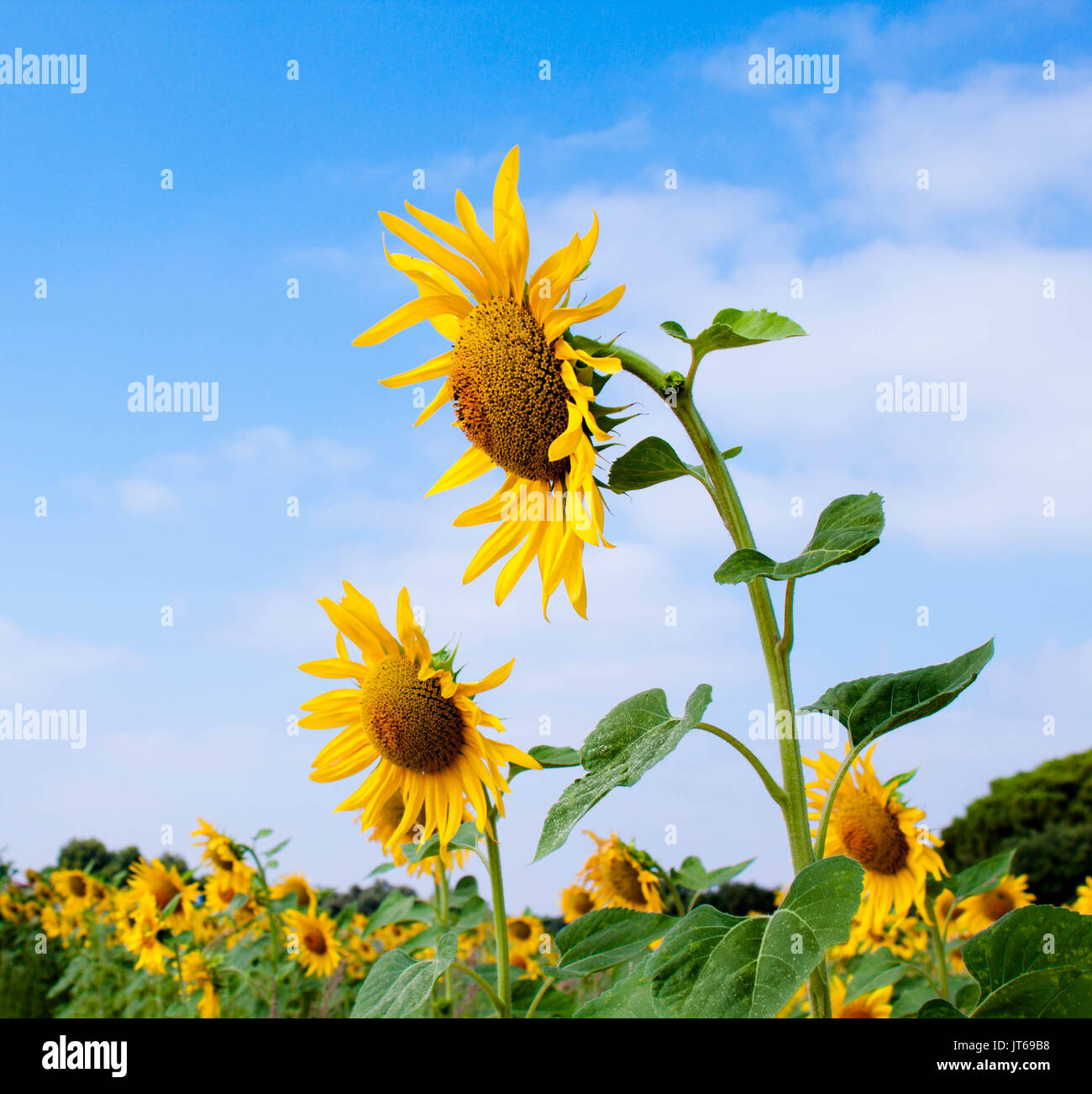 summer blue sky in a sunflowers field in Andalusia Spain Stock Photo