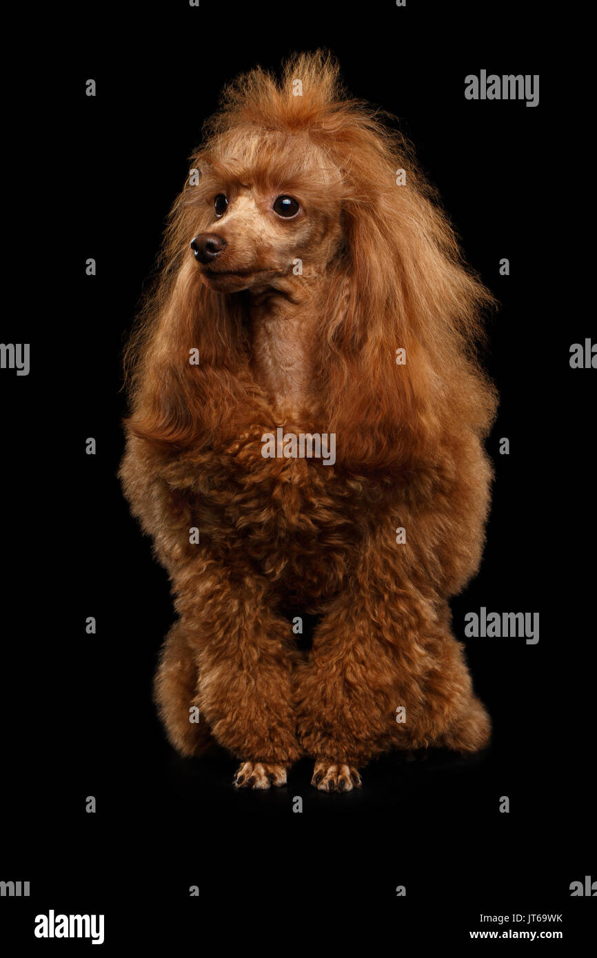 toy poodle al