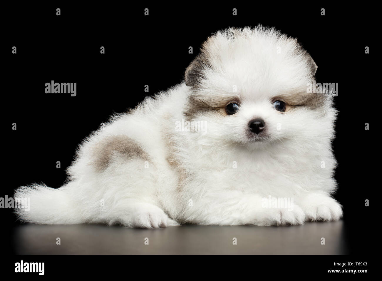 miniature Pomeranian Spitz puppy on black background Stock Photo