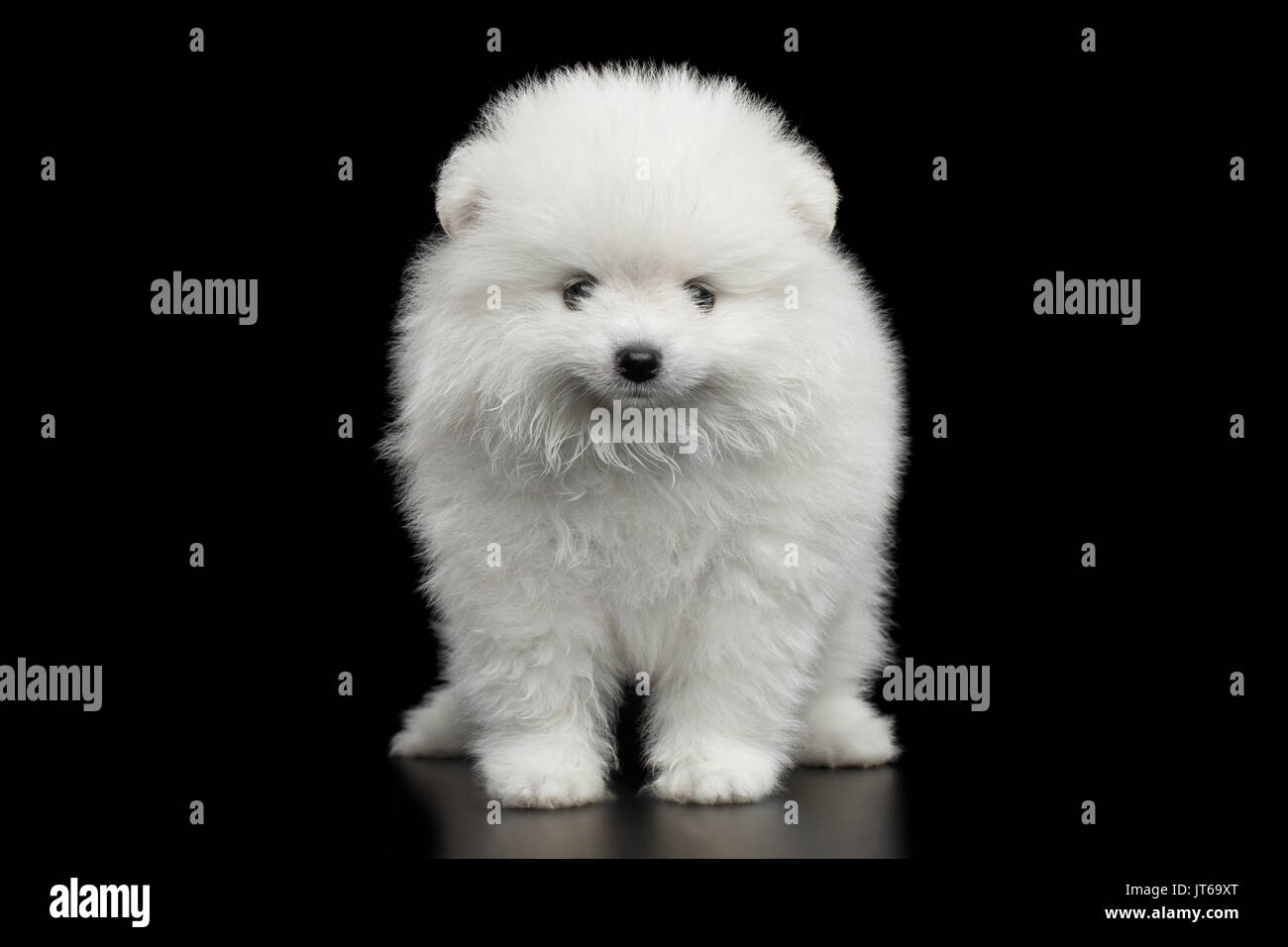 miniature Pomeranian Spitz puppy on black background Stock Photo