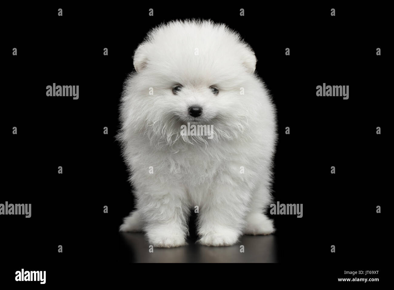 miniature spitz pomeranian