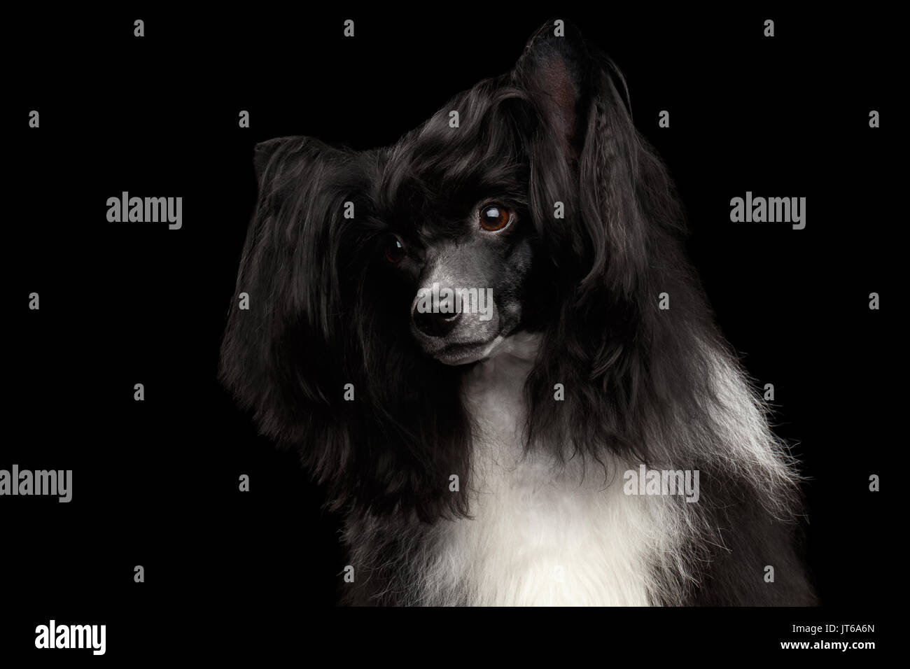 Chinese Crested Dog on black background Stock Photo