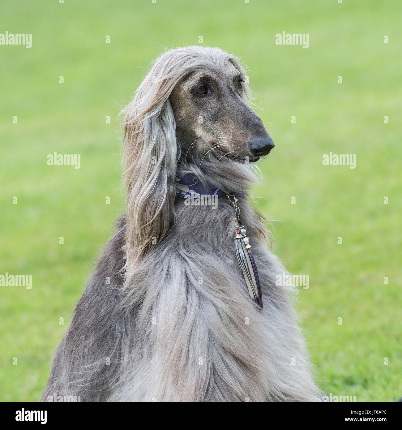 Afghan Hound Stock Photos Afghan Hound Stock Images Alamy