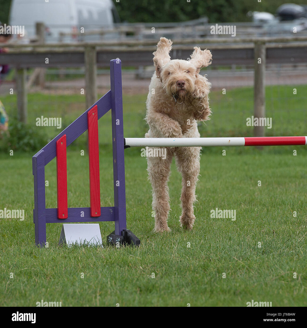 italian spinone dog competing in agility Stock Photo