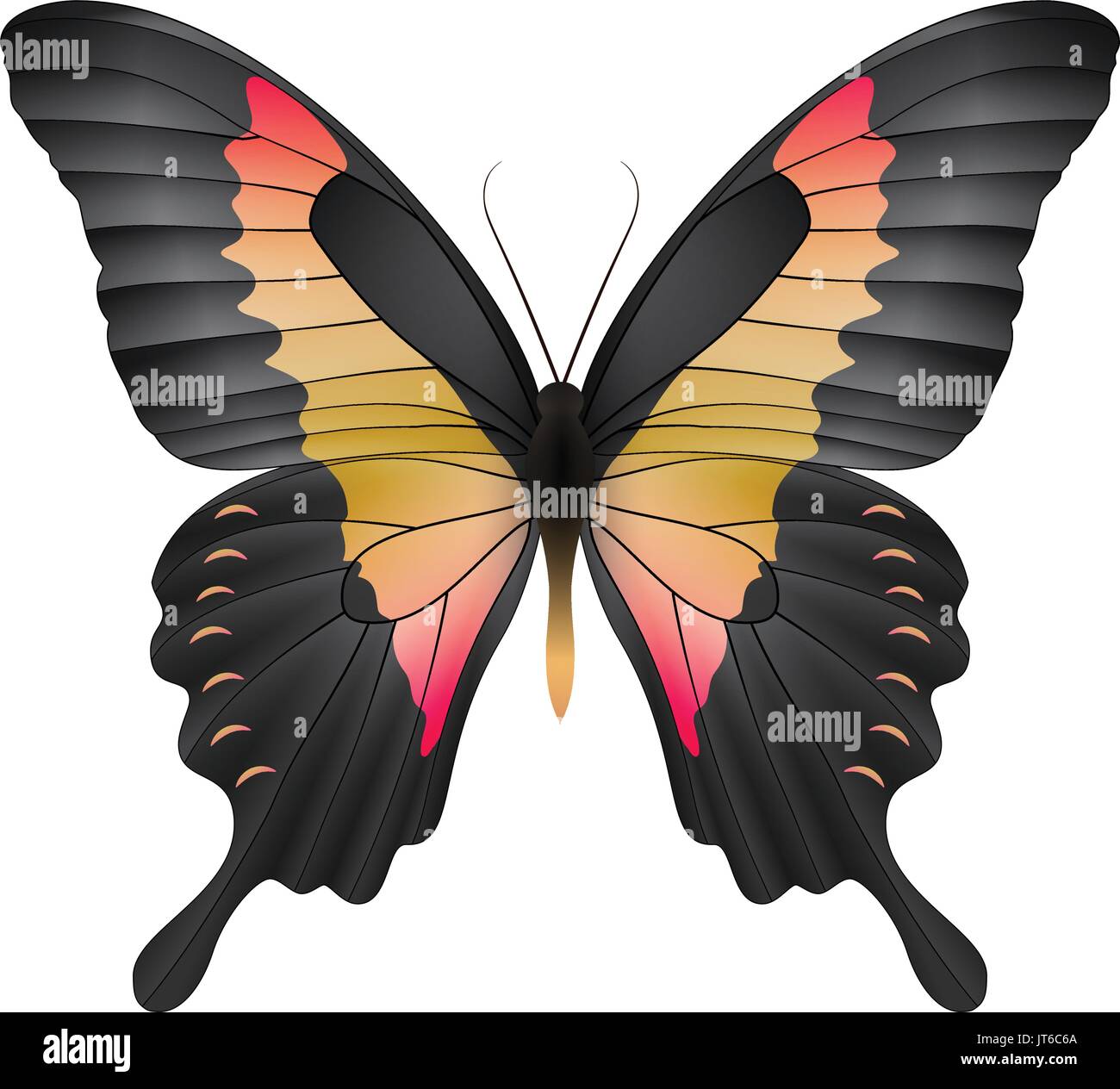 Beautiful butterfly isolated on a white background Stock Vector Image ...