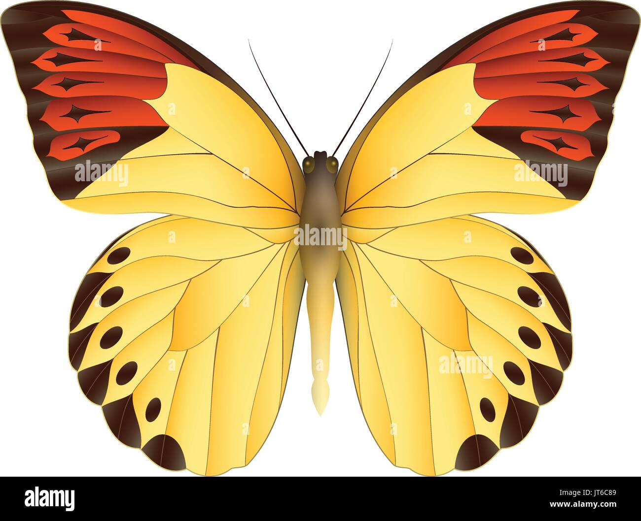 Beautiful butterfly isolated on a white background Stock Vector Image ...