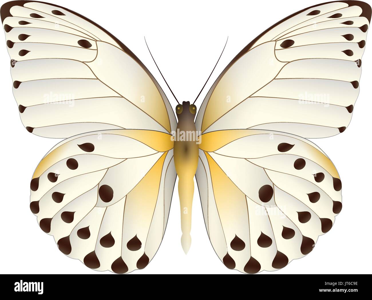 Beautiful butterfly isolated on a white background Stock Vector Image ...