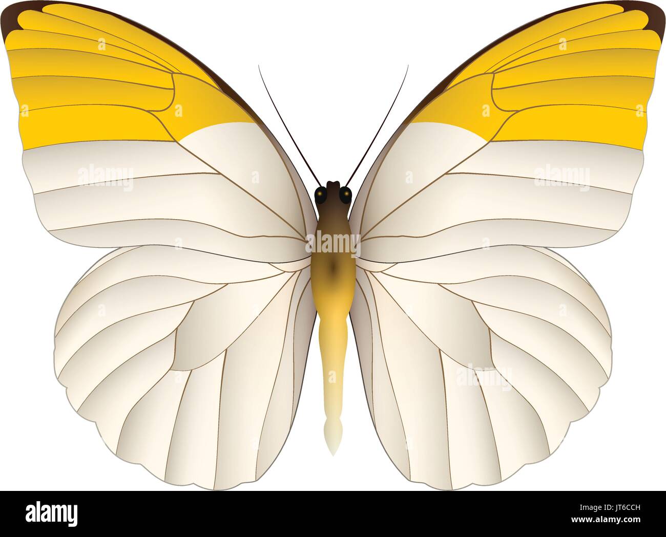 Beautiful butterfly isolated on a white background Stock Vector Image ...