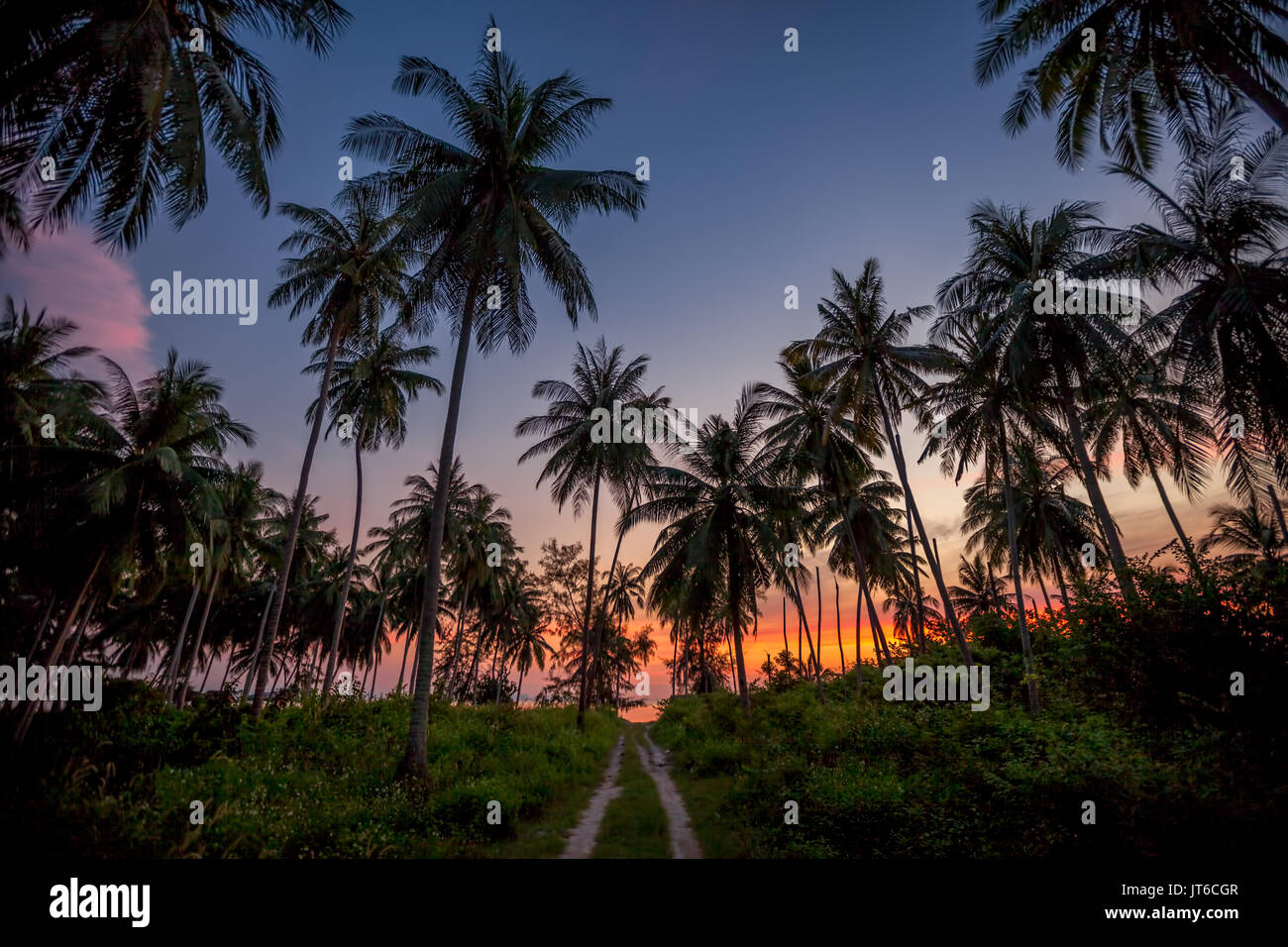 Palm trees silhouettes during a colorful tropical sunset at Nathon beach, Laem Yai, Koh Samui, Thailand Stock Photo