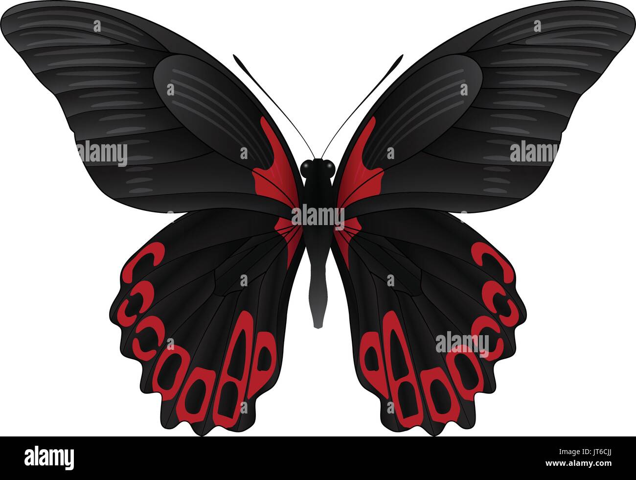 Beautiful butterfly isolated on a white background Stock Vector Image ...
